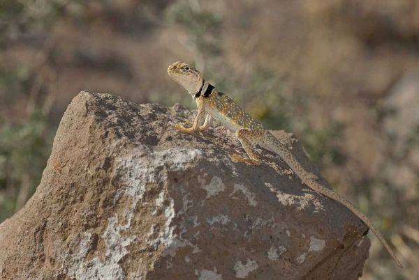 CA, Redding Canyon Great Basin collared lizard